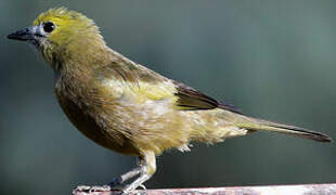 Palm Tanager