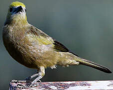 Palm Tanager