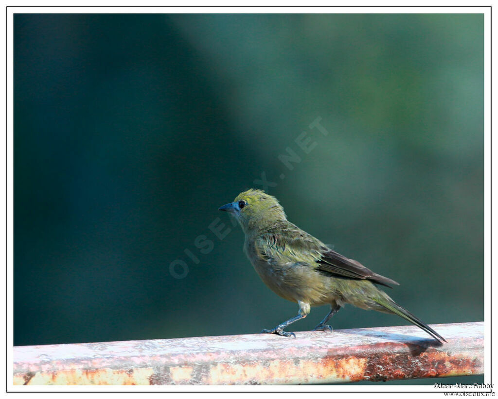 Palm Tanager, identification