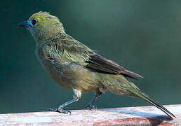 Palm Tanager