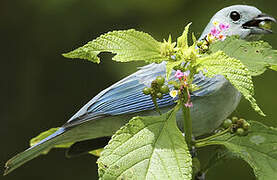 Blue-grey Tanager