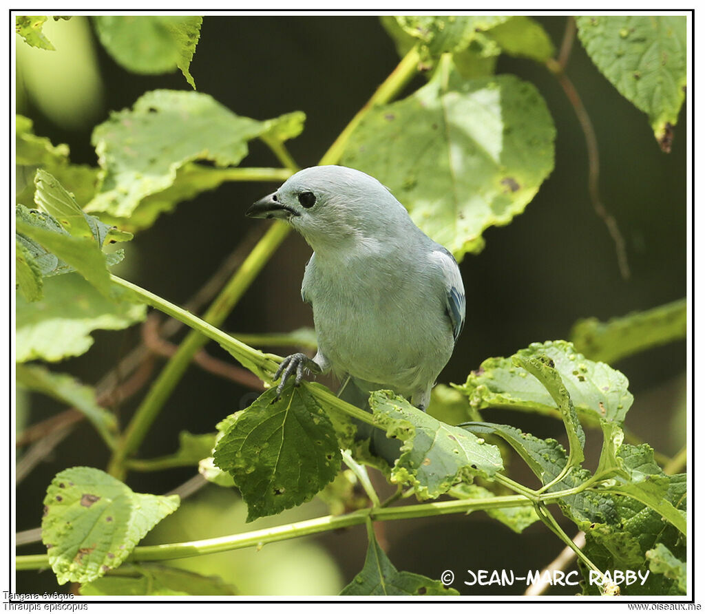 Tangara évêque, identification