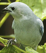 Blue-grey Tanager