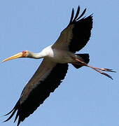 Yellow-billed Stork