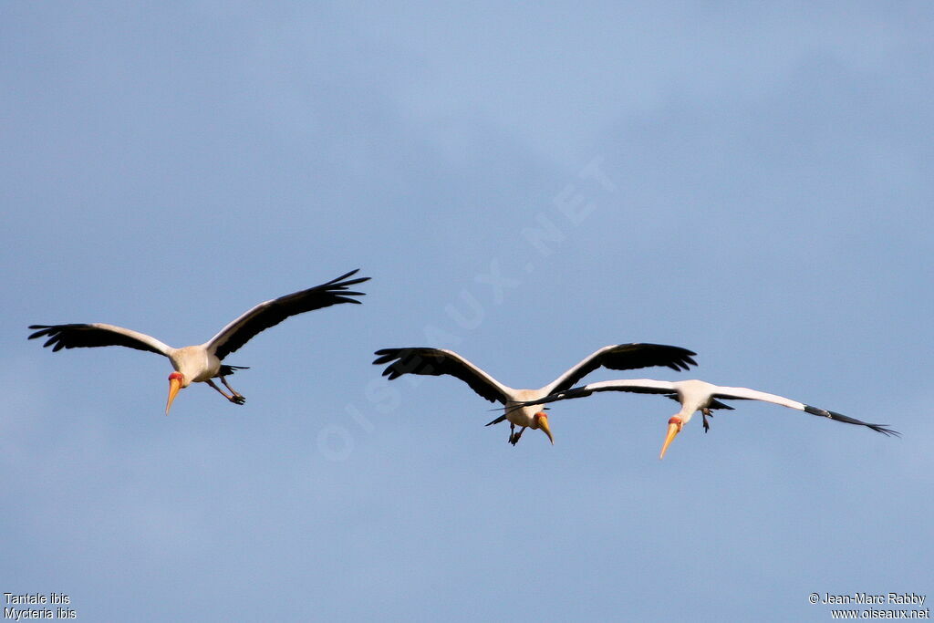 Yellow-billed Stork