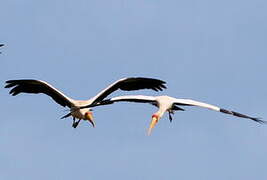 Yellow-billed Stork