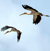 Yellow-billed Stork