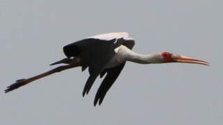 Yellow-billed Stork