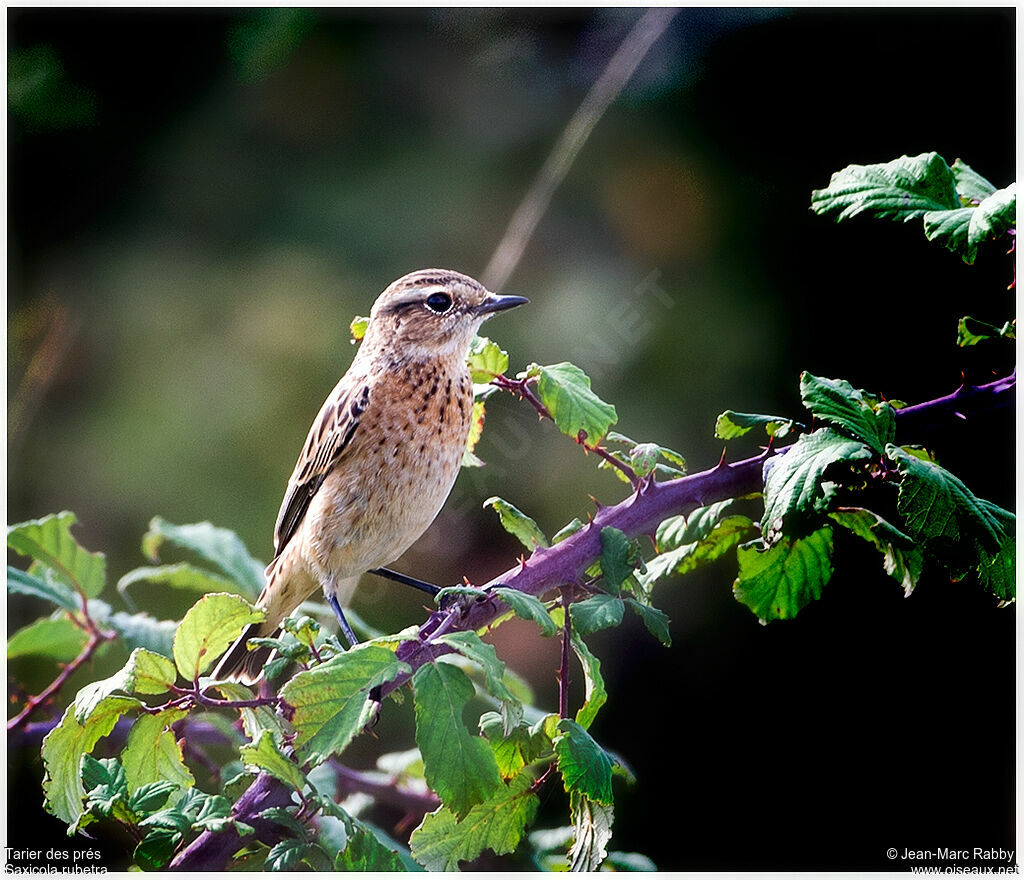 Whinchat, identification