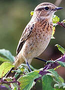 Whinchat