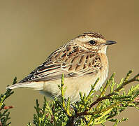 Whinchat