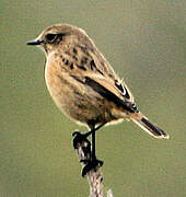 European Stonechat