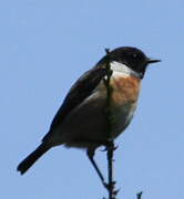 European Stonechat