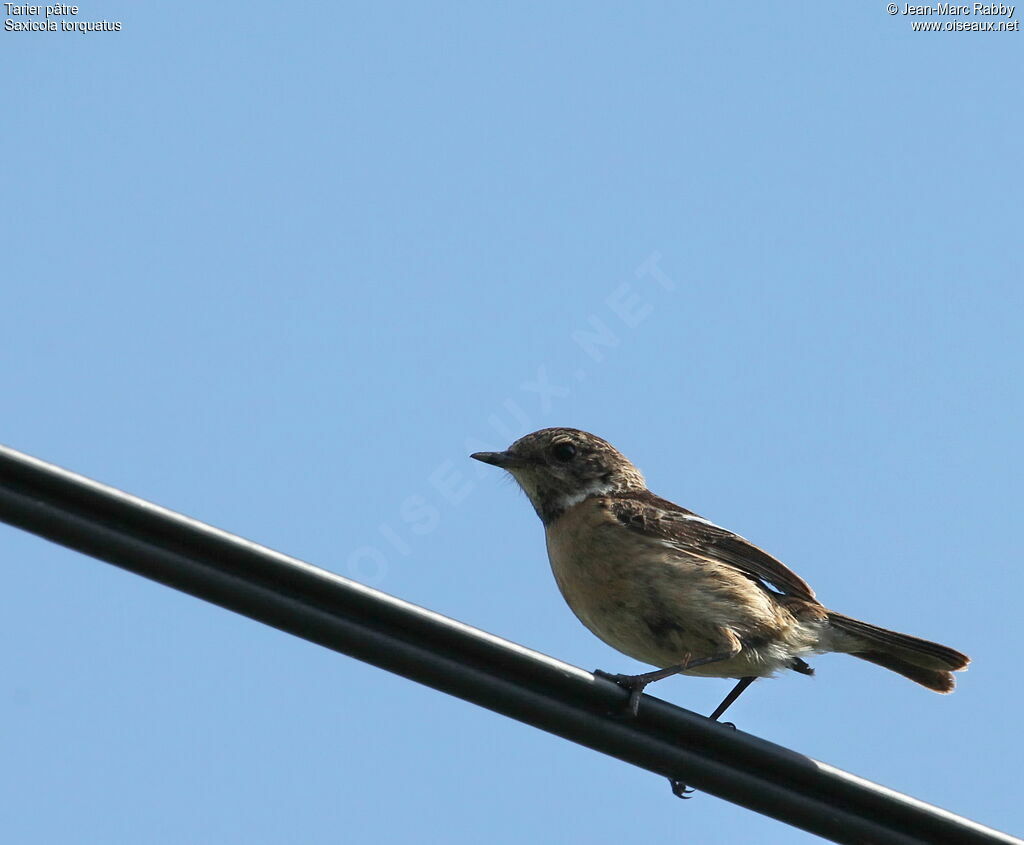 European Stonechat, identification