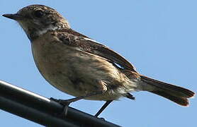 European Stonechat