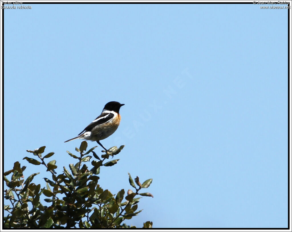 European Stonechat, identification