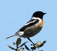 European Stonechat