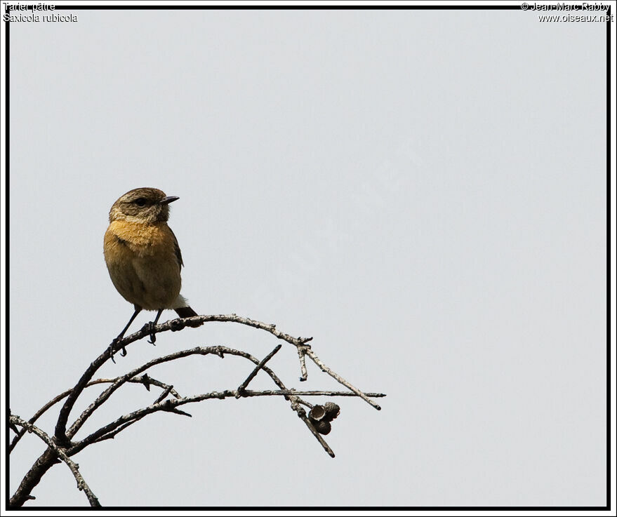 European Stonechat female, identification