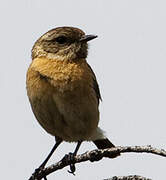 European Stonechat