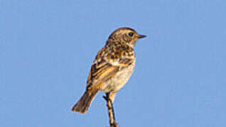 European Stonechat