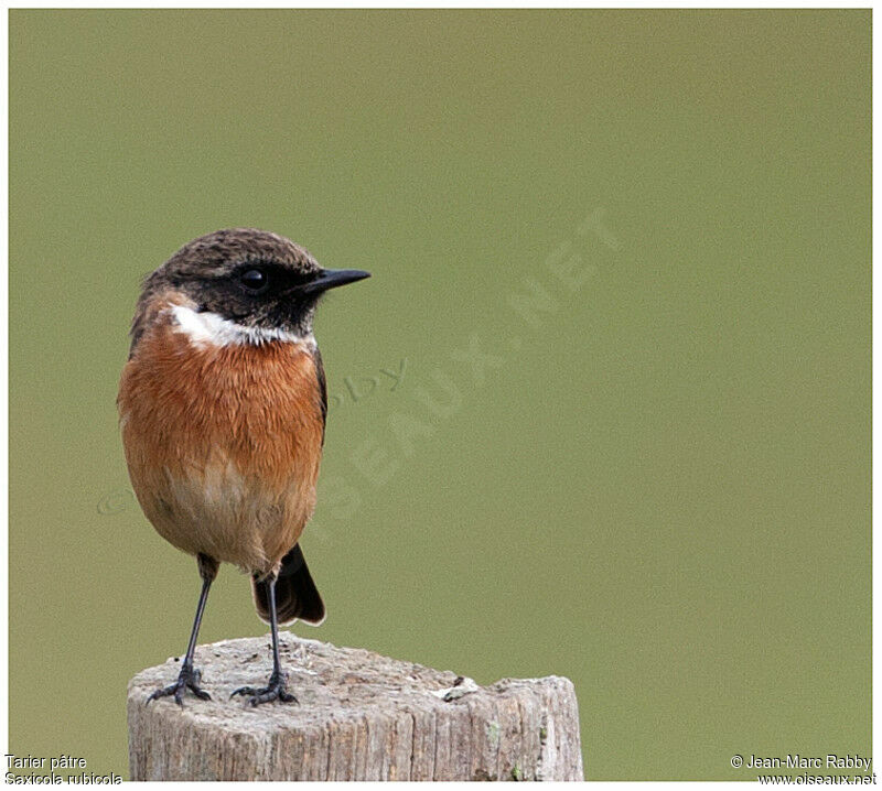 European Stonechat male, identification