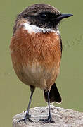 European Stonechat