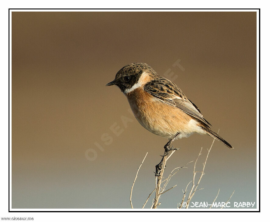 European Stonechat, identification