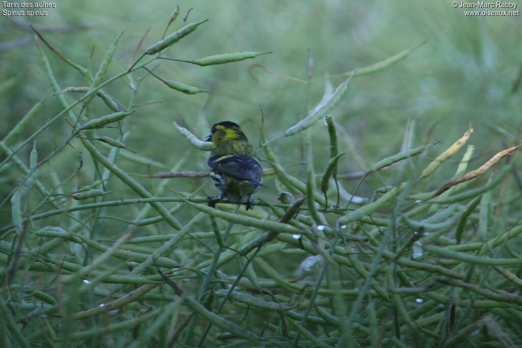 Tarin des aulnes, identification