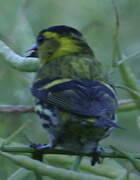 Eurasian Siskin