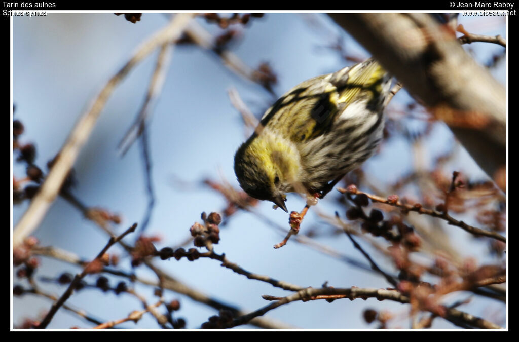 Eurasian Siskin female, identification