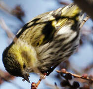 Eurasian Siskin