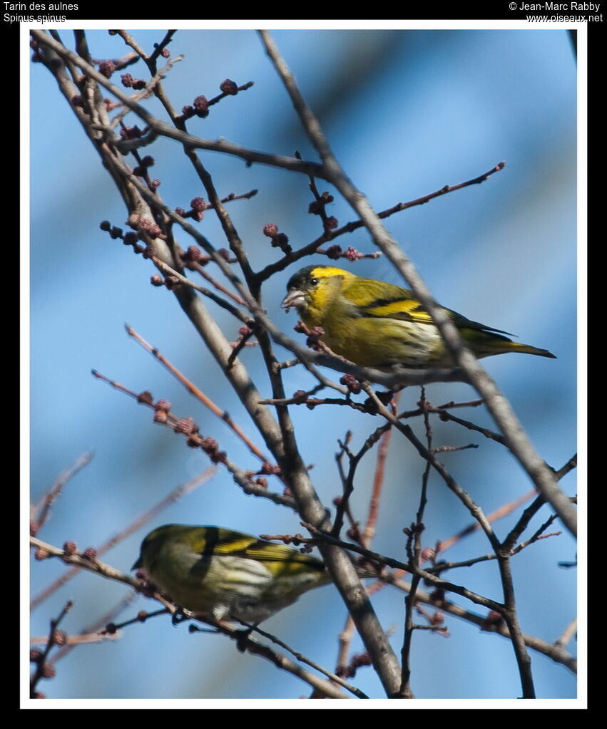 Eurasian Siskin , identification