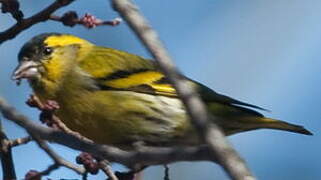 Eurasian Siskin