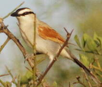 Black-crowned Tchagra