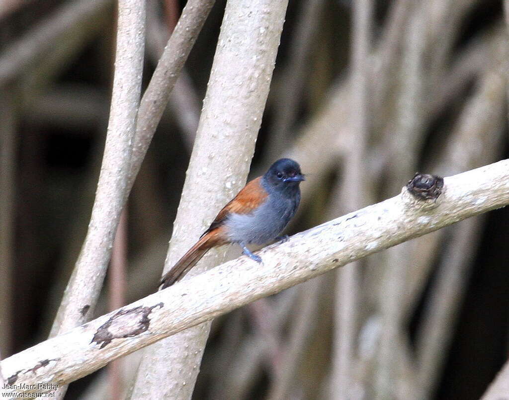 Tchitrec du Congo, identification