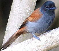 Rufous-vented Paradise Flycatcher