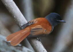 Rufous-vented Paradise Flycatcher