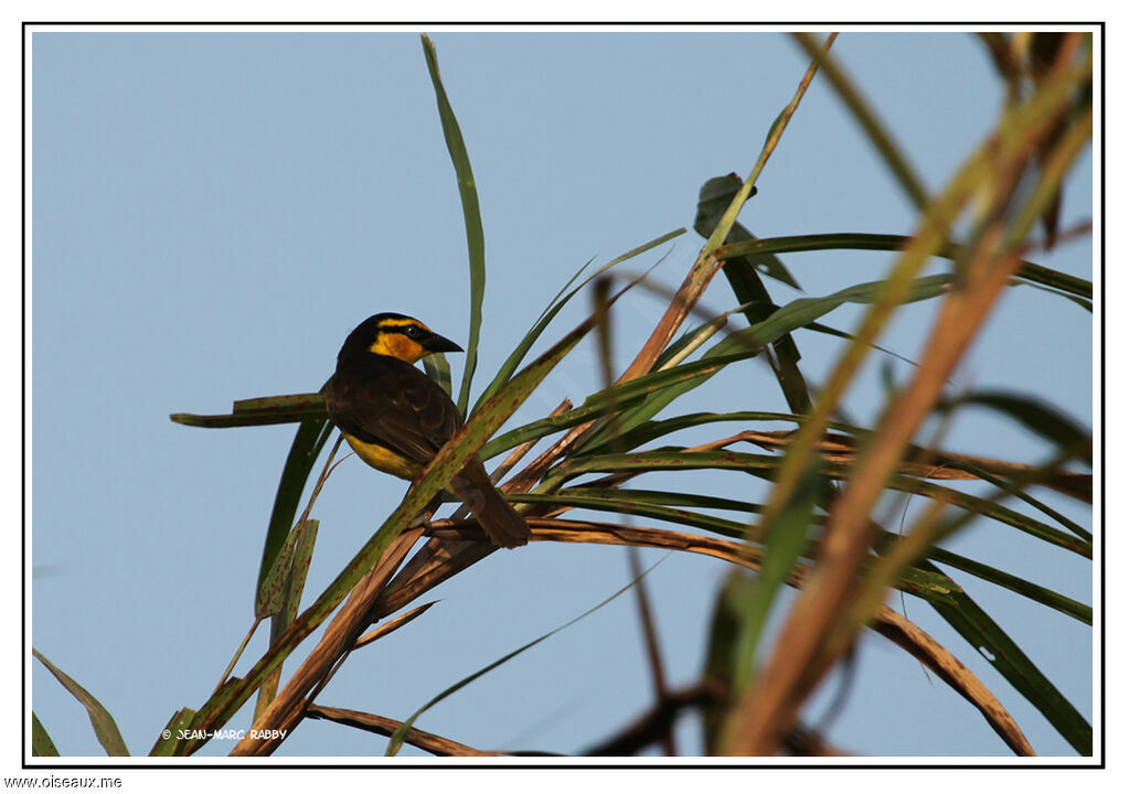 Black-necked Weaver, identification