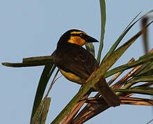 Black-necked Weaver