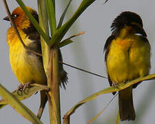 Black-necked Weaver