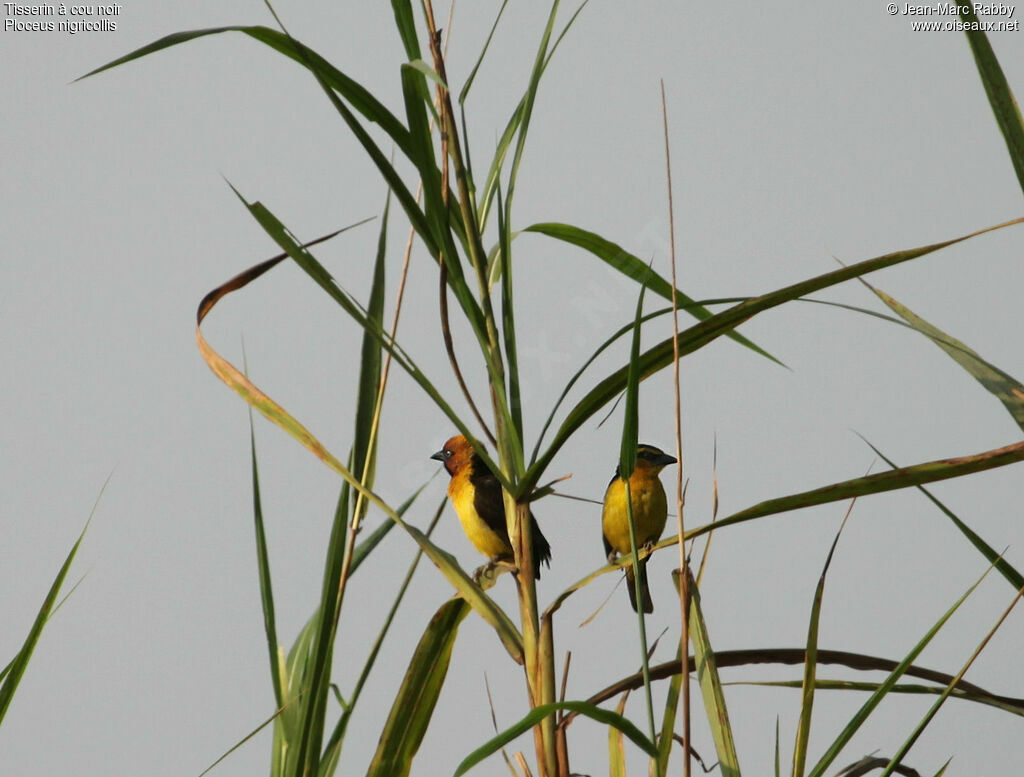 Black-necked Weaver , identification