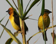 Black-necked Weaver