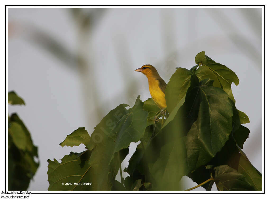 Tisserin à lunettesimmature, identification