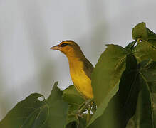 Spectacled Weaver