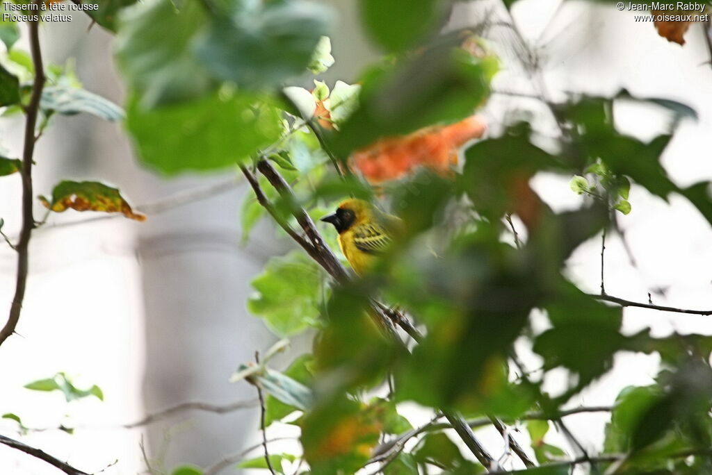 Southern Masked Weaver