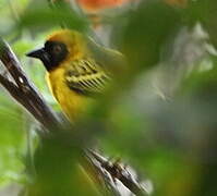 Southern Masked Weaver