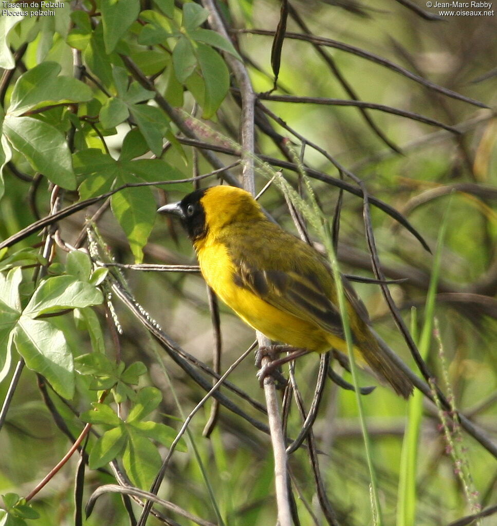 Slender-billed Weaver male, identification