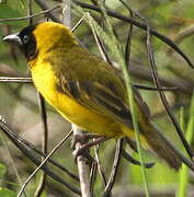 Slender-billed Weaver