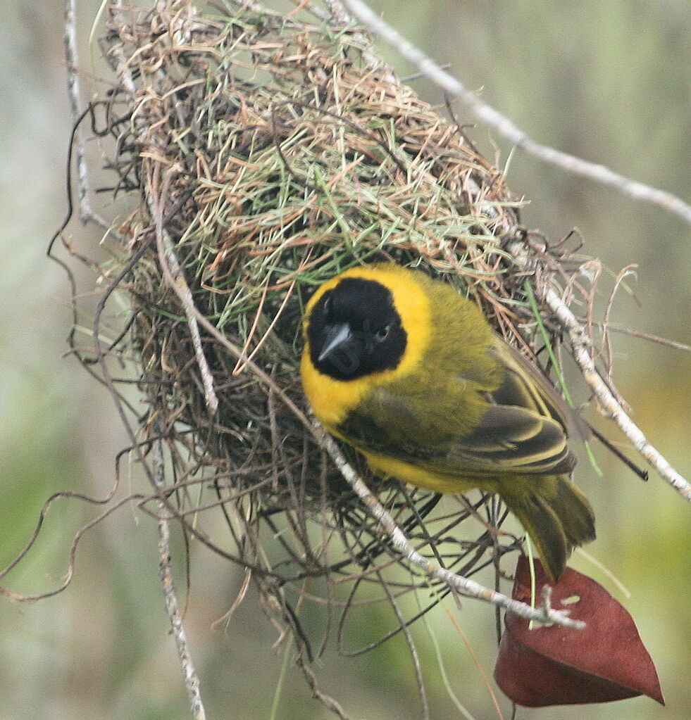 Tisserin de Pelzeln, identification