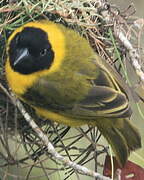 Slender-billed Weaver